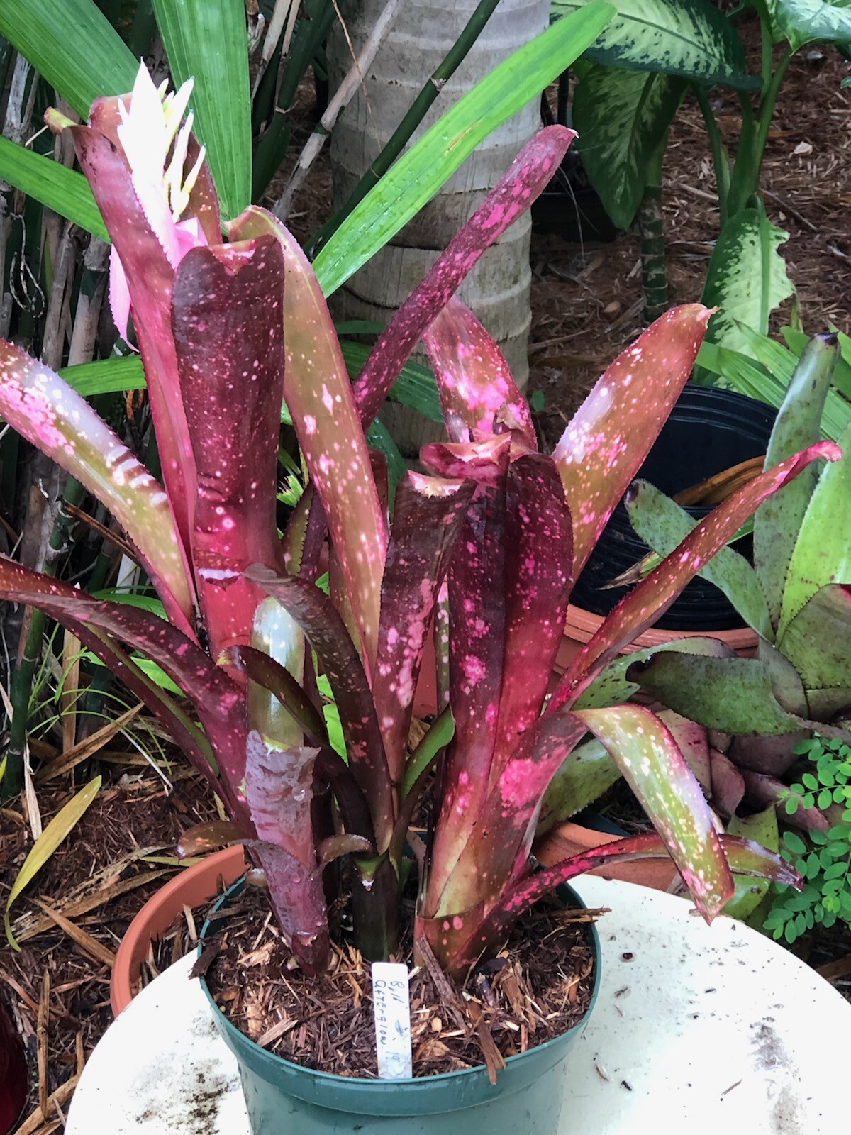 83597 　Billbergia Muriel Wなど4点 83597 Billbergia Muriel Wなど4点 Billbergia Muriel Waterman