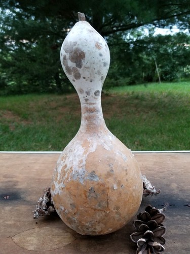 Birdhouse Gourd (Hard and Dried) 13