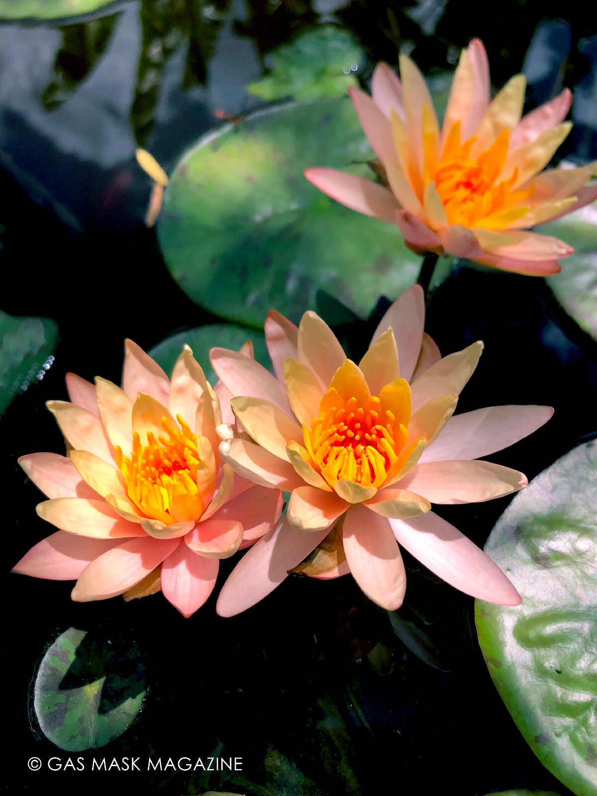 waterlily様 Color Changing Nymphaea 'Sioux' Hardy Water Lily Tuber (Live