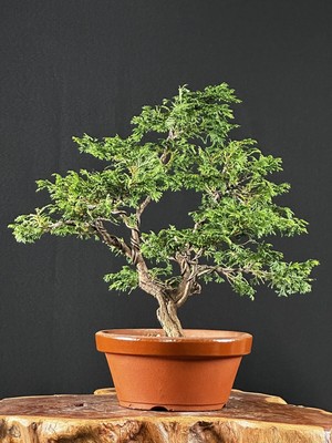 Hinoki Cypress Bonsai var. Nana Gracilis
