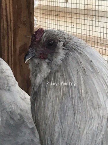 Lavender Fibromelanistic EE Large Fowl Hatching Eggs