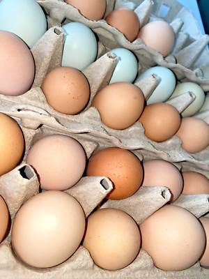 10 Mixed Rhode Island Red + Easter Egger Fresh & Fertile Chicken Hatching Eggs