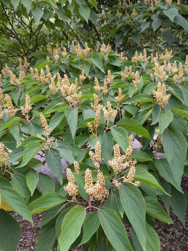 Mallotus Japonicus (25 Seeds/Graines )