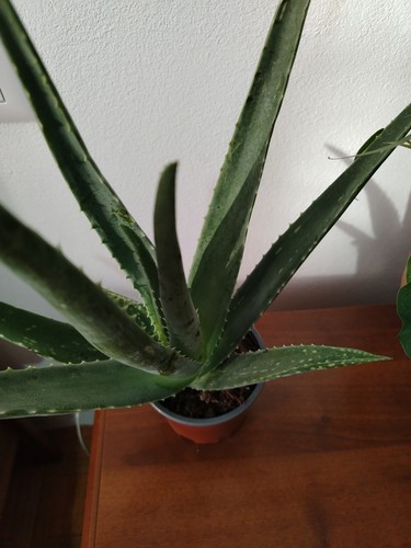 Foto dell'oggetto di un acquirente verificato