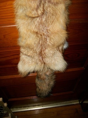 NICE tanned RED FOX HEAVY fur pelt skin taxidermy F4 man cave den cabin decor
