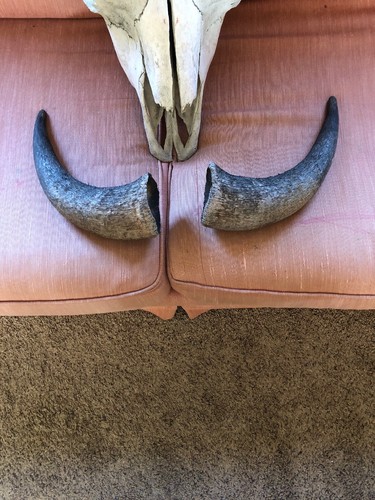 Vintage Taxidermy Buffalo Bison Skull w/  Horns