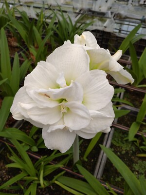 Original Hippeastrum cv. 'Dramatic White'  1 bulb