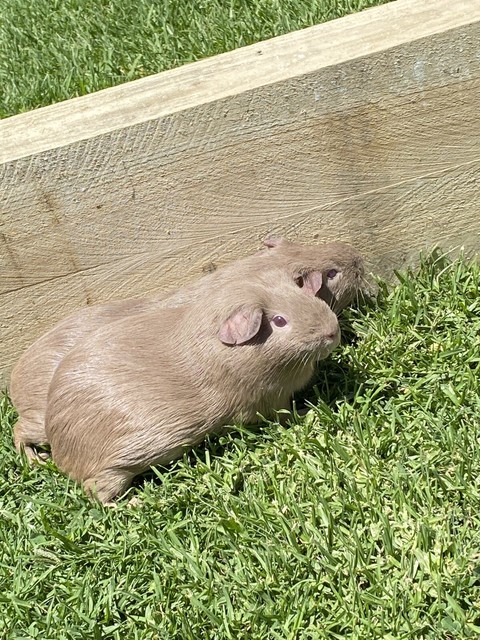 female guinea pigs mounting