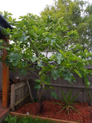 Fig tree 12 to 14 ft fully developed  Frankston South Frankston Area Preview