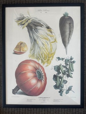 Vilmorin Print No17 1866 Chicory, turnip