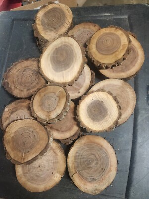 LOT OF 15 NATURAL 3x4 Inch UNFINISHED BLACK WALNUT ROUNDS SLICES  CRAFTS