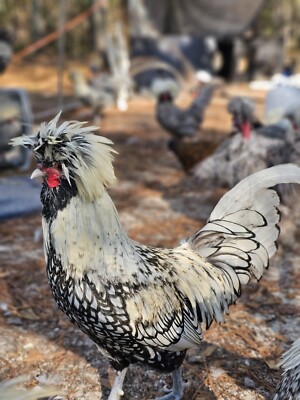 5+2 Rare Bantam Polish Eggs!!!  Variety Of COLORS Parent Stock Is SHOW QUALITY!!