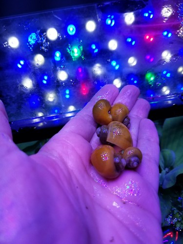 Rainbow Pack Of 8 Mystery Snails
