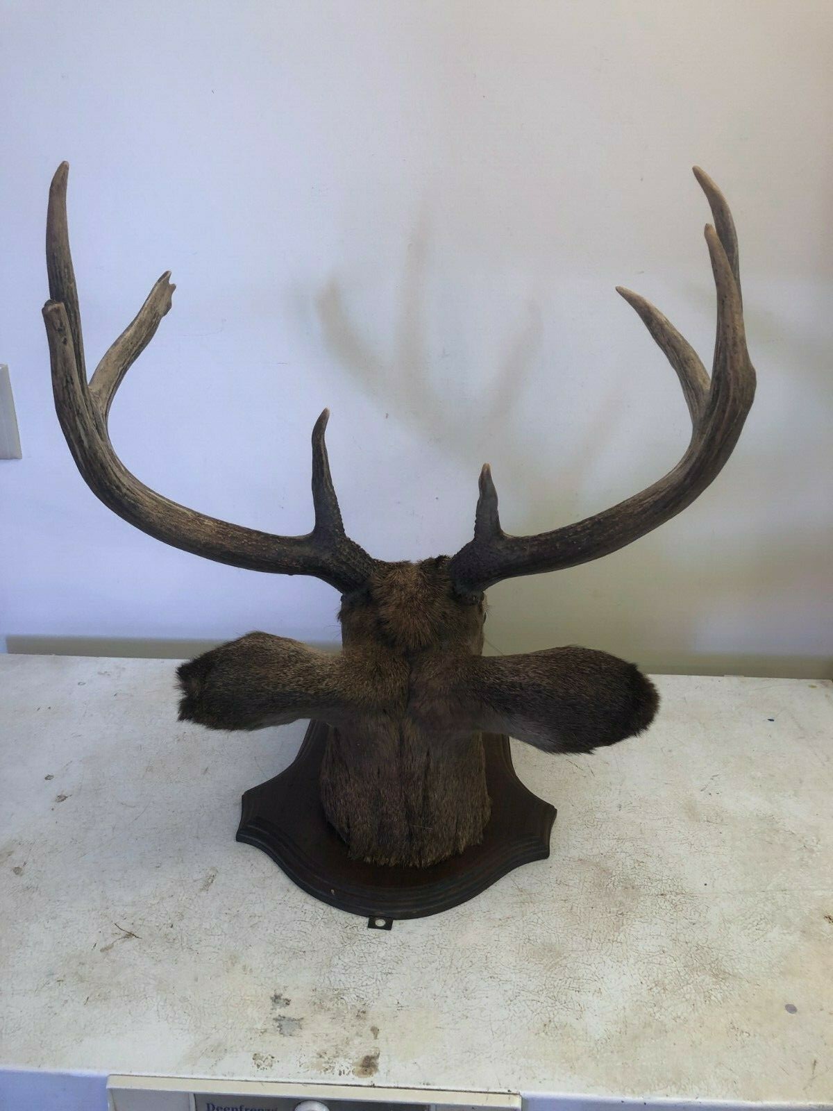 8 POINT WISCONSIN WHITETAIL BUCK DEER TAXIDERMY HEAD MOUNT 19