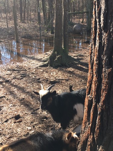 Nigerian Dwarf Goats. Two 8 Month Old Males.