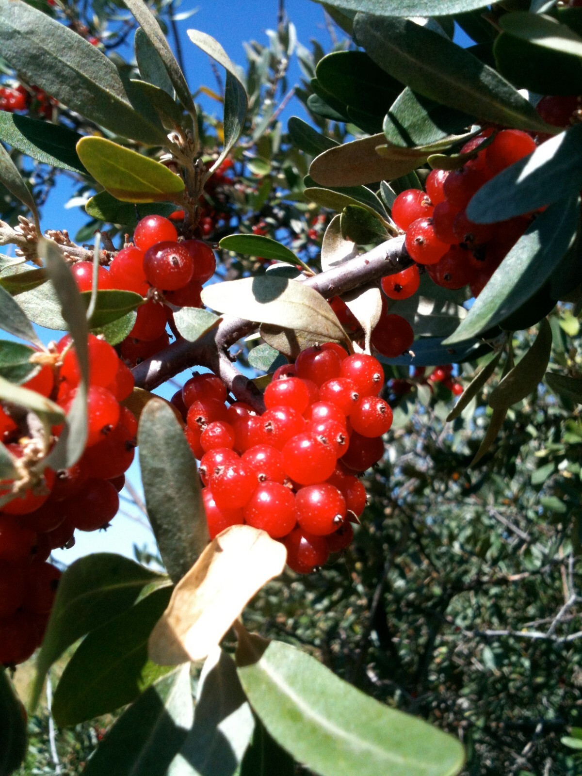 Pulowzillia プロウジリア 20 SILVER BUFFALOBERRY Shepherdia Argentea Red Fruit Native