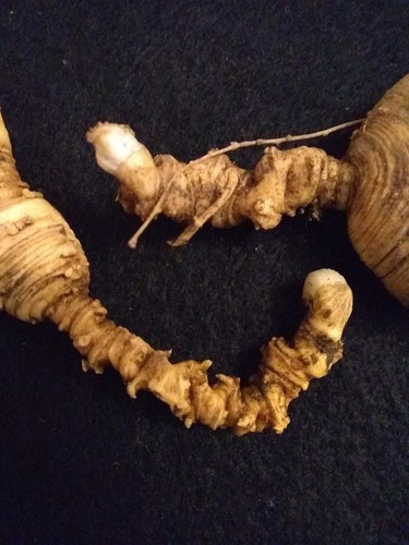 Ginseng Root, Fresh POTENT, Certified 100% Wild Wisconsin Root, OLD! NICE!