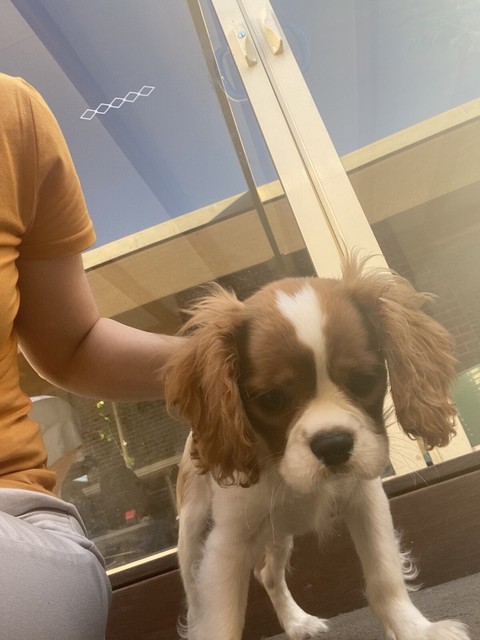 king charles cavalier puppies for sale gumtree