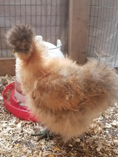 6 Fertile  Silkie/Satin chicken hatching eggs NPIP and AI clean