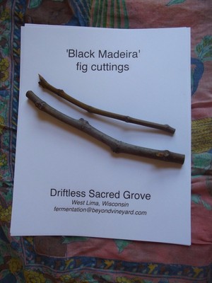 "Black Madiera" fig cuttings (2 count)