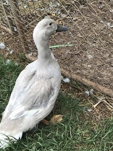 Ducks - Swedish Blue pair - Male and female | Birds | Gumtree Australia