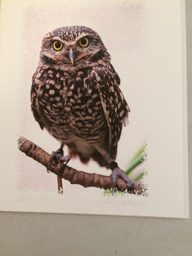 Owl Notepaper 6 Designs With Envelopes