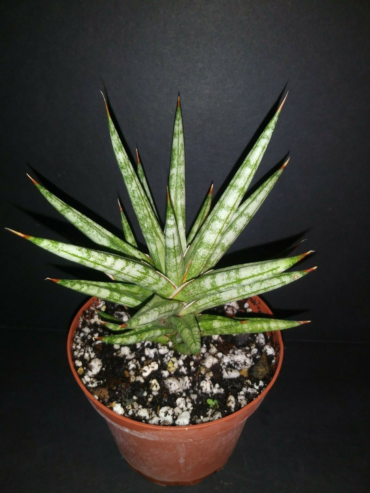 Sansevieria Francisii