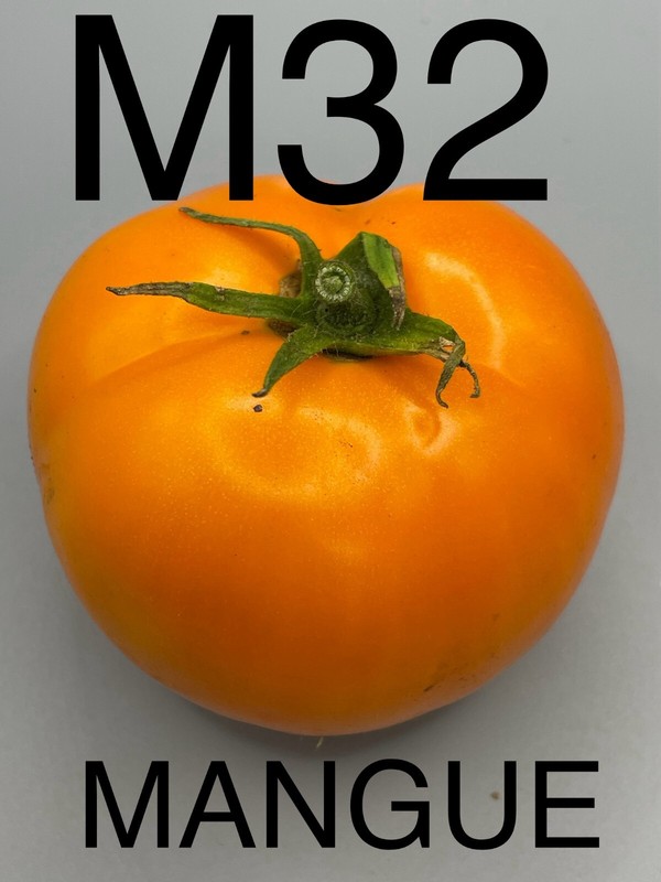 Graine / Seed Tomate Taille Moyenne VariÃ©TÃ© Mangue