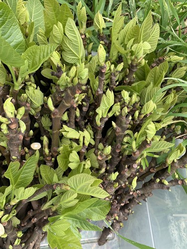 Texas Fig Cuttings 100% Best