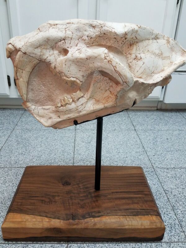 Largest Ever Sabertooth Cat Tiger Skull offered on Ebay!! 19 in. Dinosaur Fossil