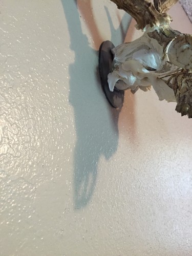 25 European Skull Mount Hanger's