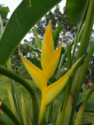 New Heliconia Latispatha x caribaea Siberan Lemon live rhizome
