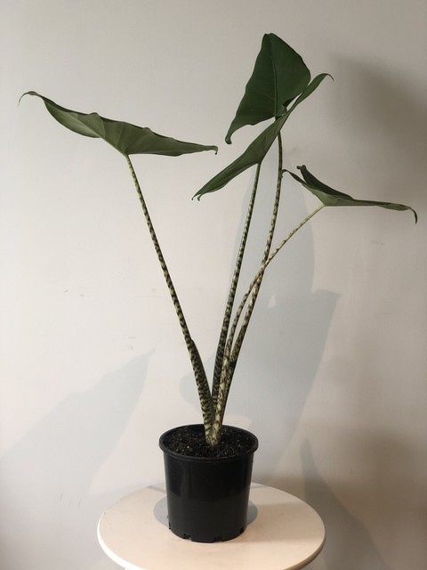 INDOOR PLANTS - Alocasia Zebrina $40 | Plants | Gumtree Australia
