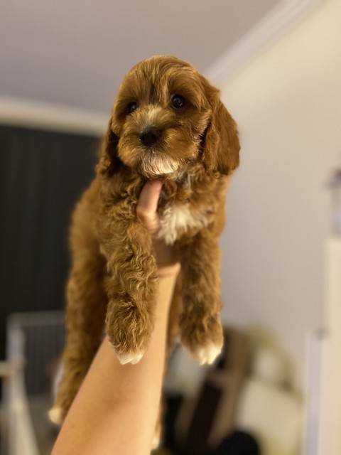 cavoodle red