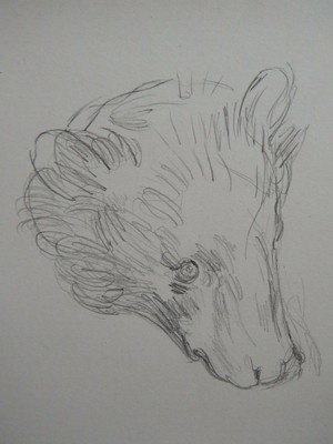 Pencil drawing after Leonardo Da Vinci of the Head of a Bear 1480 on ivory paper