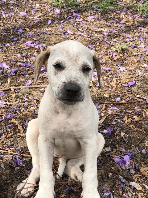 catahoula x bull arab