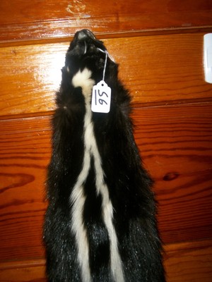 BEAUTIFUL tanned SKUNK 4 FEET CLAWS FUR PELT TAXIDERMY mount NO SMELL S6 CABIN