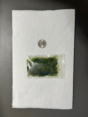Christmas Moss Live Aquarium Plant