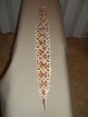 Tanned Copperhead Hide 3-1/8'' X 29-1/4''  '' Agkistrodon contortrix ''