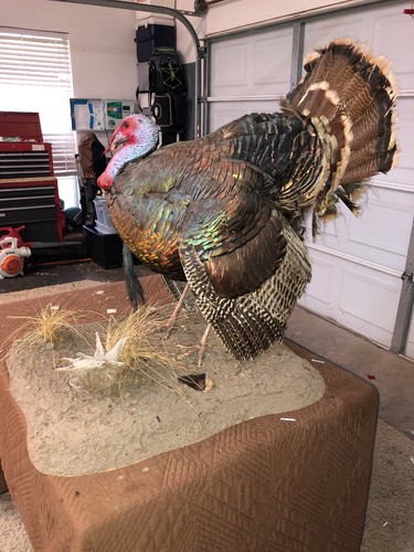 Full Wild Turkey Mount Vintage Taxadermy.