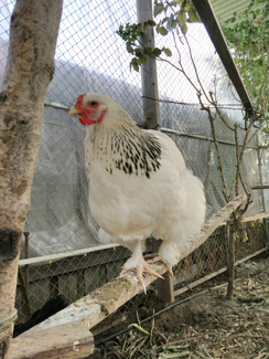 Open Saturday Sunday Large Small Chickens For Sale Livestock