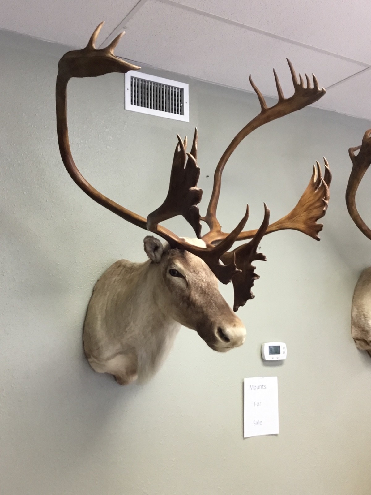 2 Enormous!!!! Barren Ground Caribou Taxidermy Shoulder Mounts For Sale
