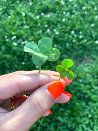 🍀RARE REAL 4 Leaf Clover 🍀 Hand picked - GREAT Gift - LUCKY 🤩