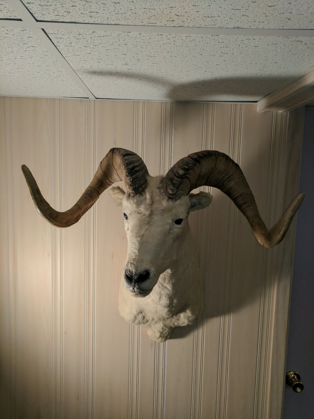 Awesome Taxidermy DALL SHEEP Sho. Mount Nice Horns Log Cabin Hunting Lodge Decor
