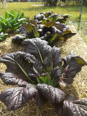 giant red mustard greens - non-gmo open pollinated - 200  seeds