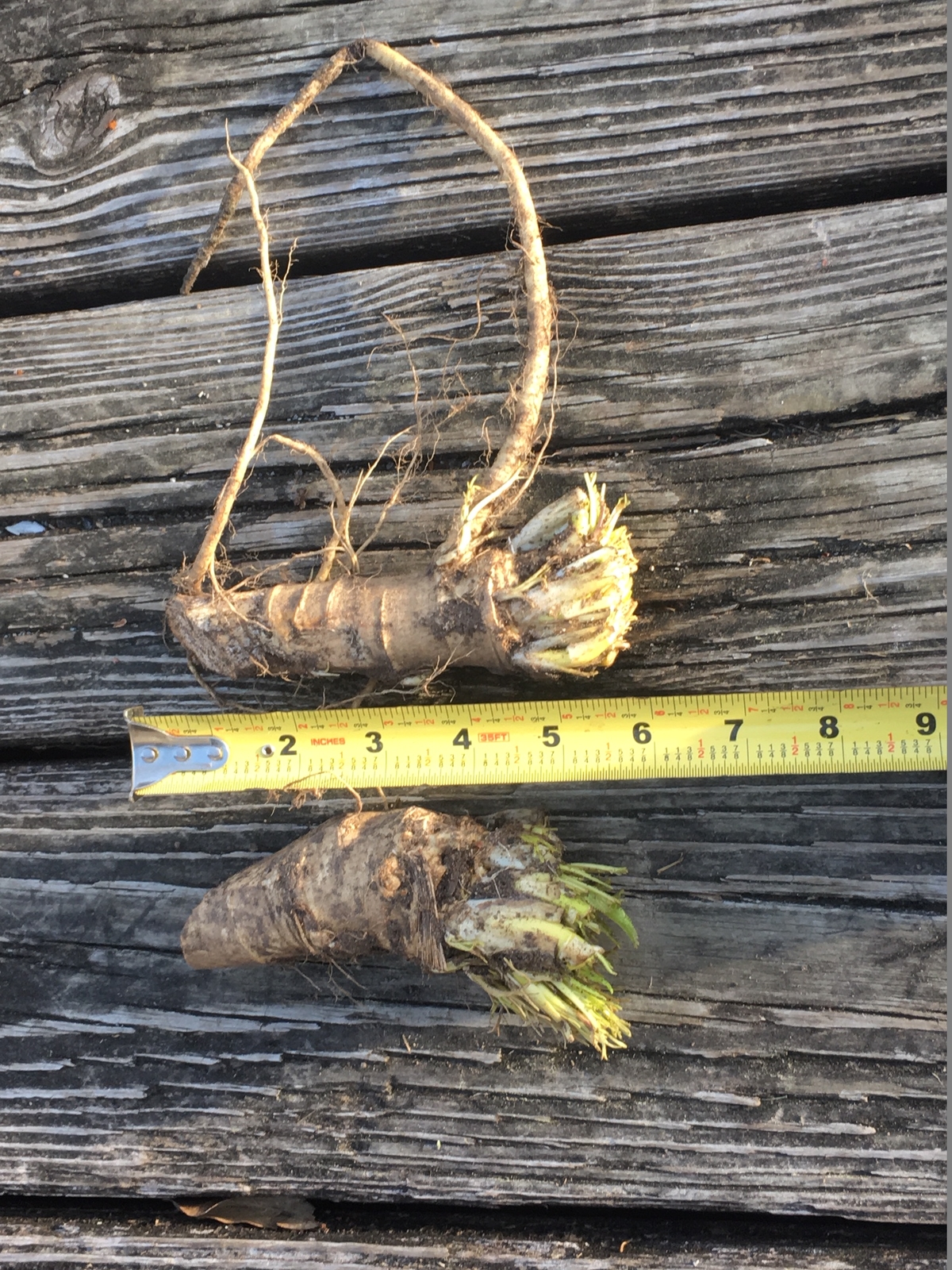ORGANIC HORSERADISH ROOTS SEEDLINGS2 CROWNS GARDEN PLANTS Anytime of