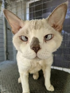 devon rex gumtree