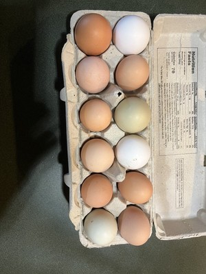 16 Fresh & Fertile Chicken Hatching Eggs - Assorted Barnyard mix