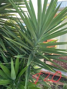 offshoots yucca
