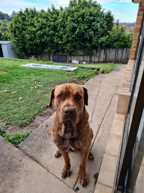 melbourne puppies free to good home